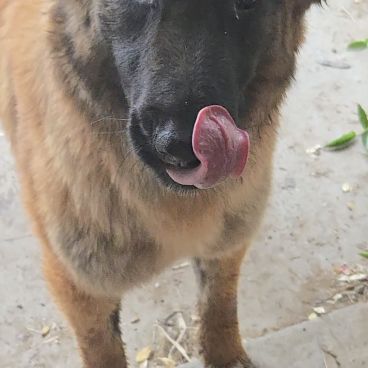 Belle malinoise à adopter