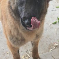 Belle malinoise à adopter