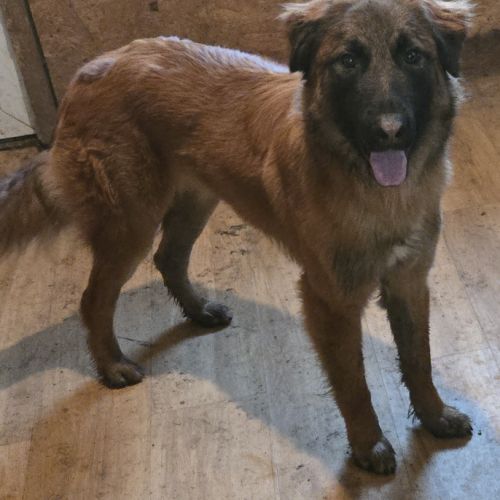 Magnifique malinois de 16 mois