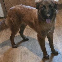 Magnifique malinois de 16 mois