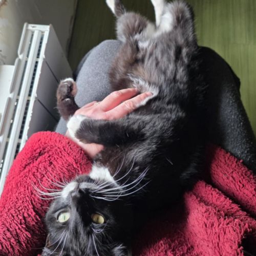 Junior à conquérir - elena #1