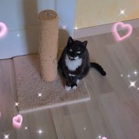 Junior à conquérir - elena #0