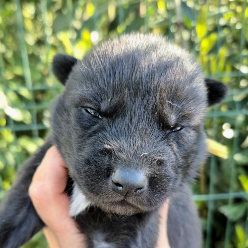 Chiots chien loup #2