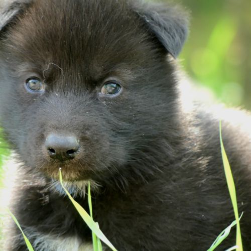 Chiots chien loup