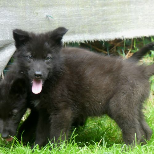 Chiots chien loup #0
