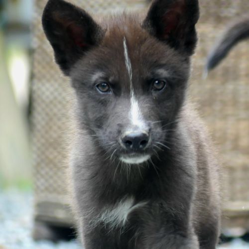 Chiots chien loup #2