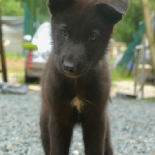 Chiots chien loup #3