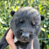 Chiots chien loup #2