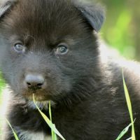 Chiots chien loup
