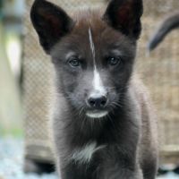 Chiots chien loup #2