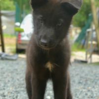 Chiots chien loup #3