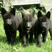 Chiots chien loup