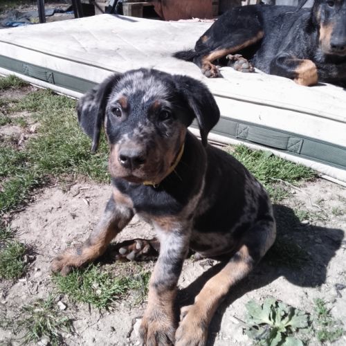 Superbe chiot berger de beauce arlequin #1