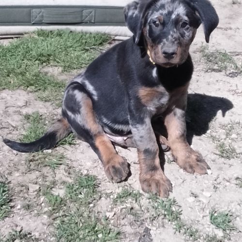 Superbe chiot berger de beauce arlequin #3