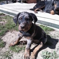 Superbe chiot berger de beauce arlequin #1