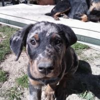 Superbe chiot berger de beauce arlequin