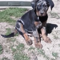 Superbe chiot berger de beauce arlequin #3