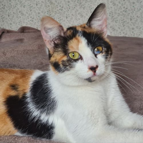 Kadouce - junior adorable