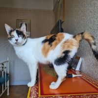 Kadouce - junior adorable #2