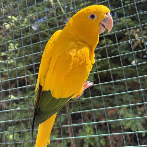 Couple conure dorée