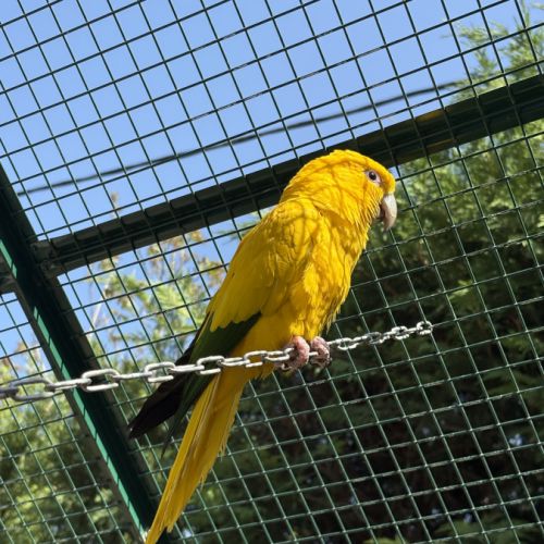 Couple conure dorée #2