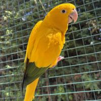 Couple conure dorée #0