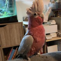 Recherche femelle cacatoès rosalbin