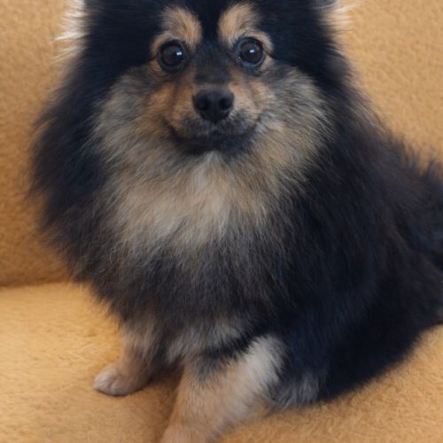 Spitz petit type intermédiaire #5