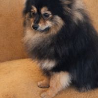 Spitz petit type intermédiaire #1