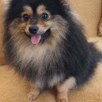 Spitz petit type intermédiaire