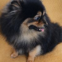 Spitz petit type intermédiaire #3