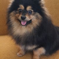 Spitz petit type intermédiaire #6