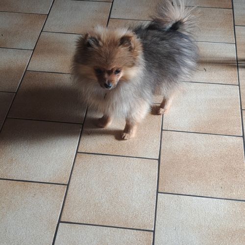 Spitz nain type intermédiaire