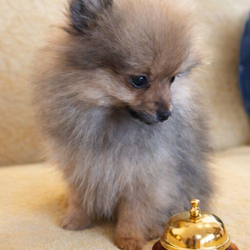 Spitz nain et petit type intermédiaire #1