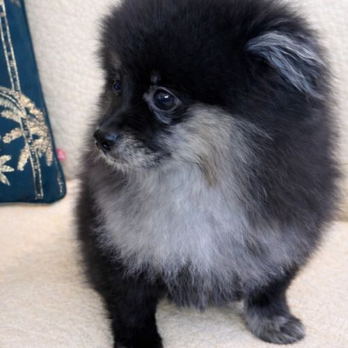 Spitz nain et petit type intermédiaire #5