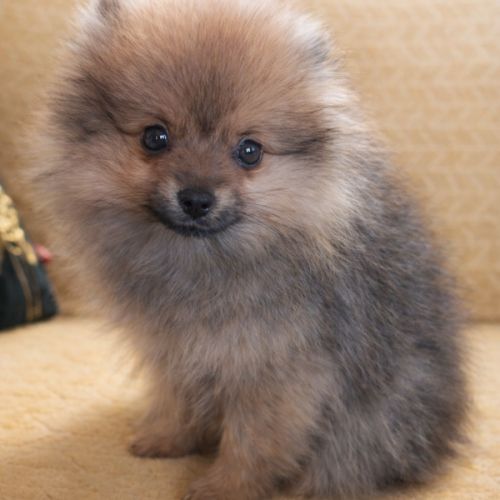 Spitz nain et petit type intermédiaire #7