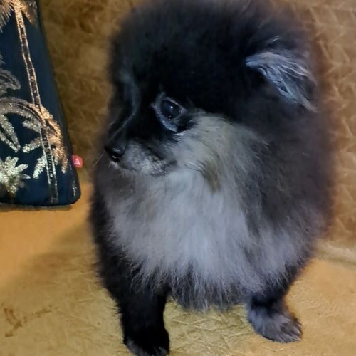 Spitz nain et petit type intermédiaire #9