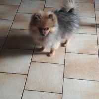 Spitz nain type intermédiaire