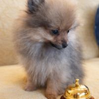 Spitz nain et petit type intermédiaire #1