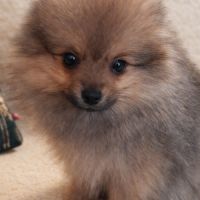 Spitz nain et petit type intermédiaire #2