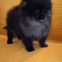 Spitz nain et petit type intermédiaire #3