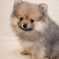 Spitz nain et petit type intermédiaire