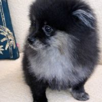 Spitz nain et petit type intermédiaire #5