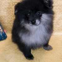 Spitz nain et petit type intermédiaire #6