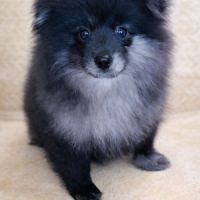 Spitz nain et petit type intermédiaire #8