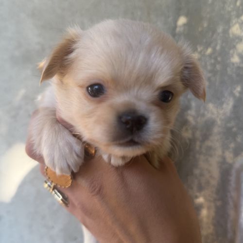 Chihuahua femelle poils long #1