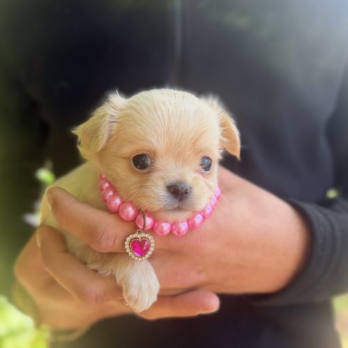 Chihuahua femelle poils long #0