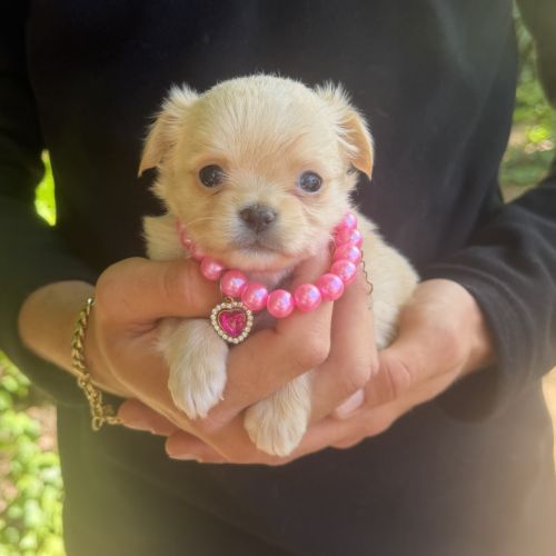 Chihuahua femelle poils long #3