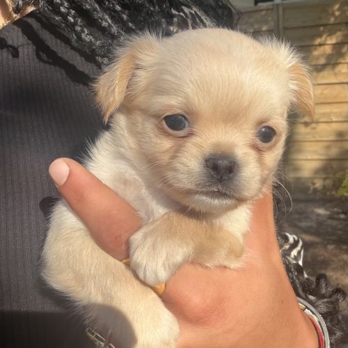 Chihuahua femelle poils long