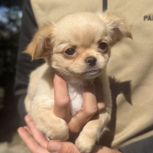 Disponible chihuahua femelle poils long